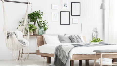 Plantas na decoração: 5 melhores tipos