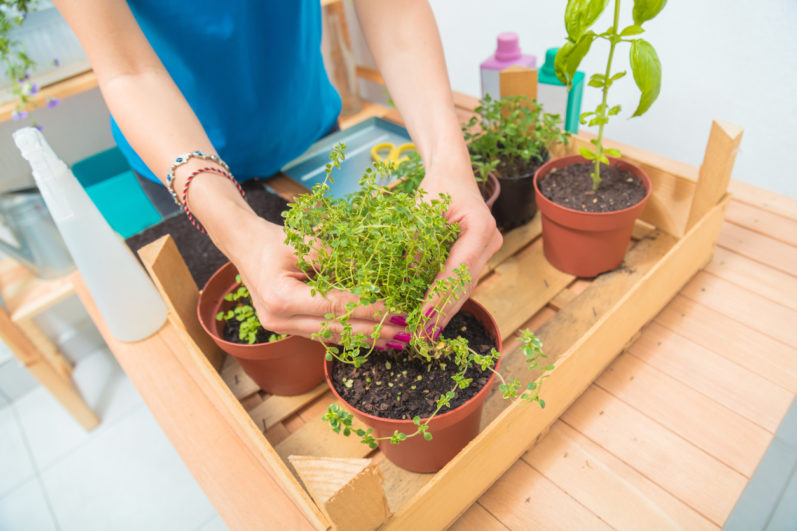 Aprenda como montar uma horta em casa gastando pouco