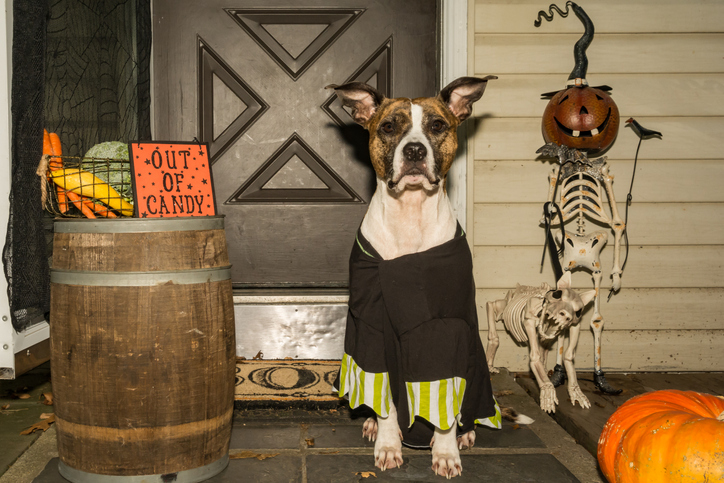 esqueletos para decoração de halloween
